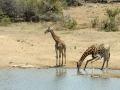 Giraffen | Krugerpark, Satara restcamp – 22 november 2014