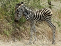 Net geboren zebra | Krugerpark, Satara restcamp – 22 november 2014