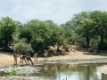 Giraffen | Krugerpark, Satara restcamp – 22 november 2014