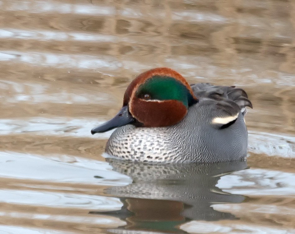 Wintertaling - Zevenhuizerplas, 13 januari 2015