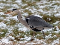 Reiger - Zevenhuizerplas, 13 januari 2015