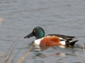 Slobeend - Zevenhuizerplas, 13 januari 2015