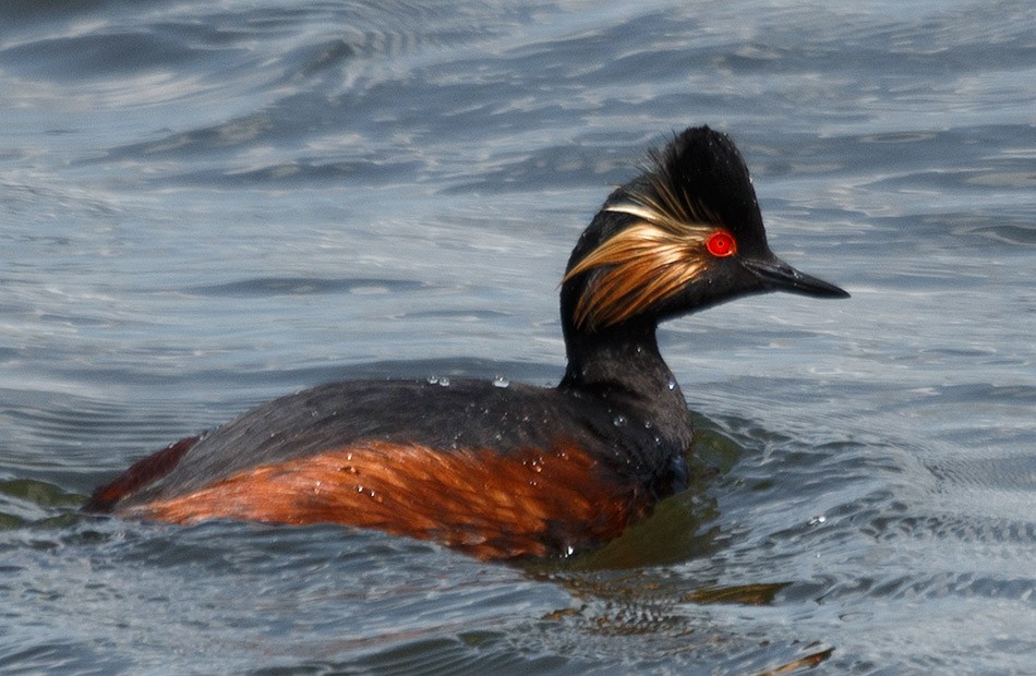 Geoorde Fuut - Eendrachtspolder, 14 mei 2015