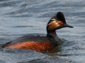 Geoorde Fuut - Eendrachtspolder, 14 mei 2015