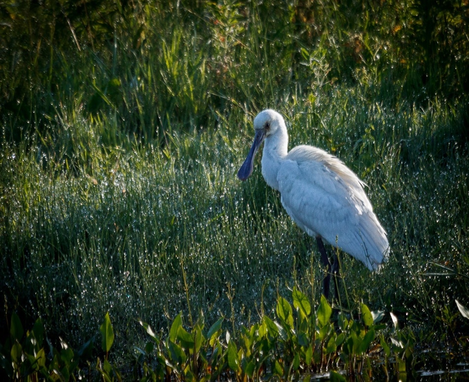 Lepelaars - Eendrachtspolder, 7 augustus 2015