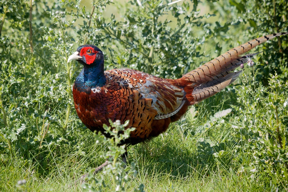 Fazant, Eendrachtspolder, 4 september 2015