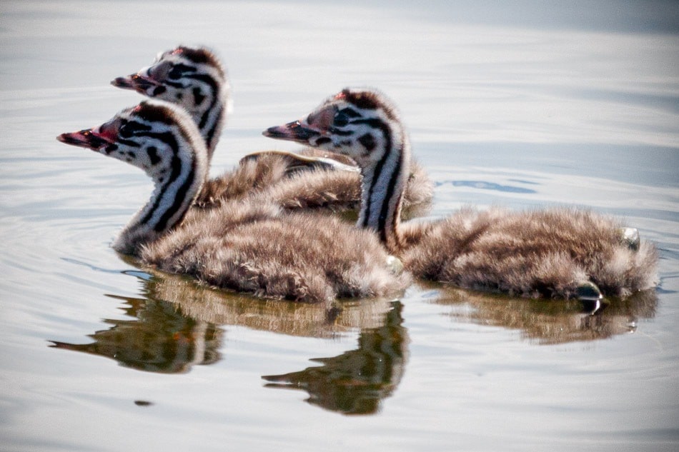 Futen - Zevenhuizerplas, 4 september 2015