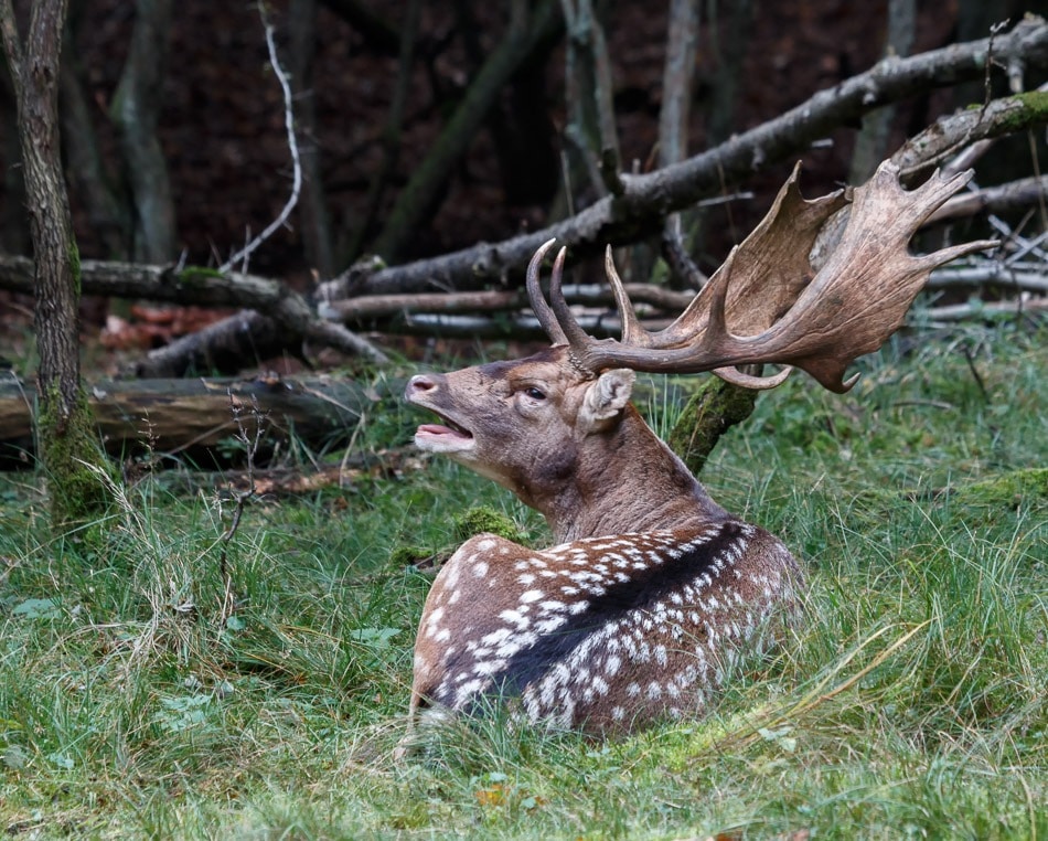 Damhert - AWD, 26 oktober 2016