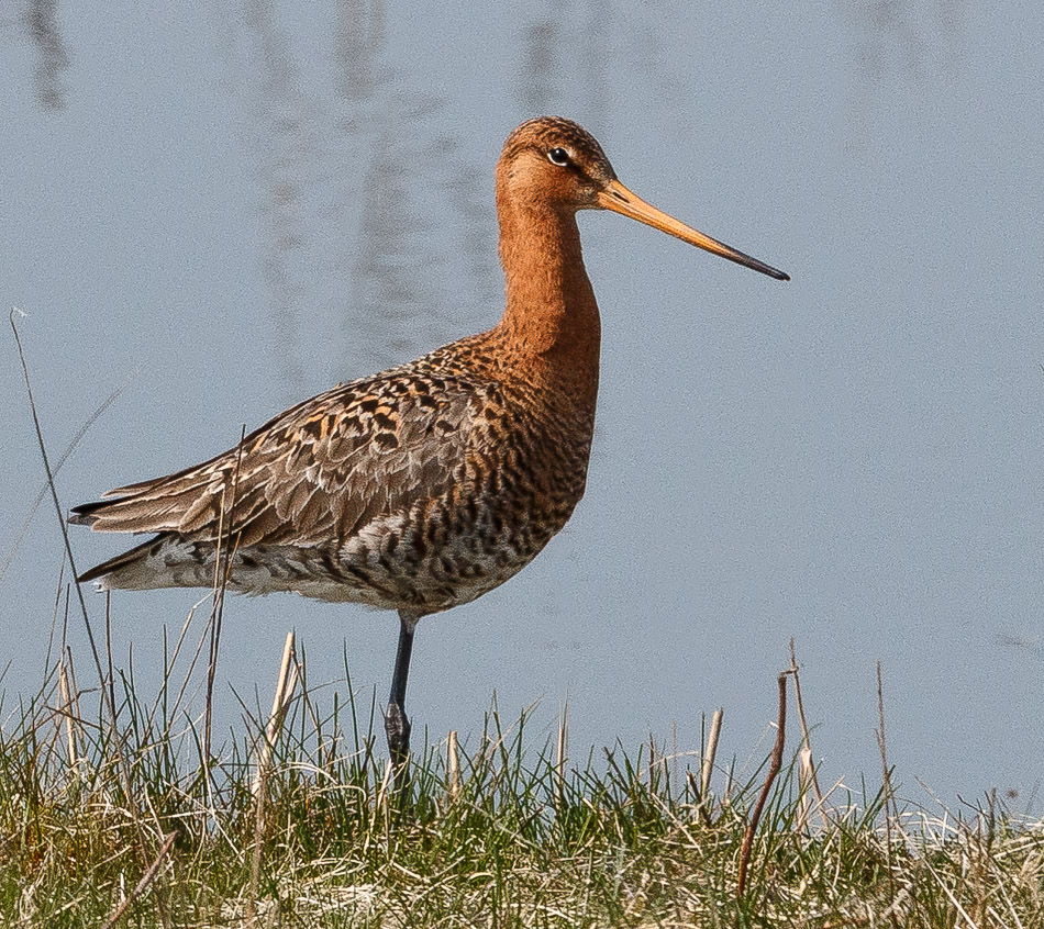 Grutto | Eendrachtspolder, 10 april 2015