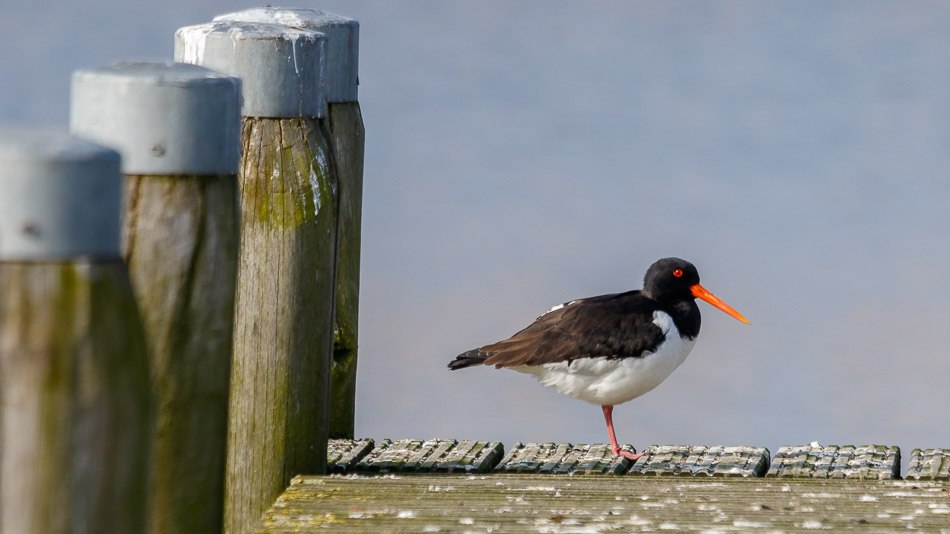 Scholeksters | Bleiswijkse Zoom, 11 maart 2016