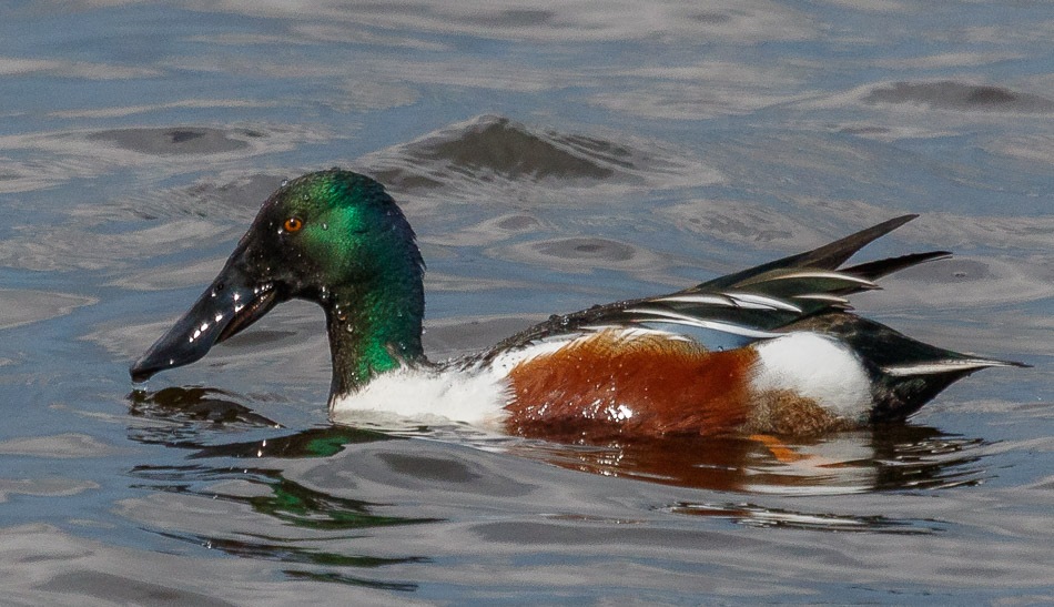 Slobeend | Vogelplas Starrevaart, 8 april 2016