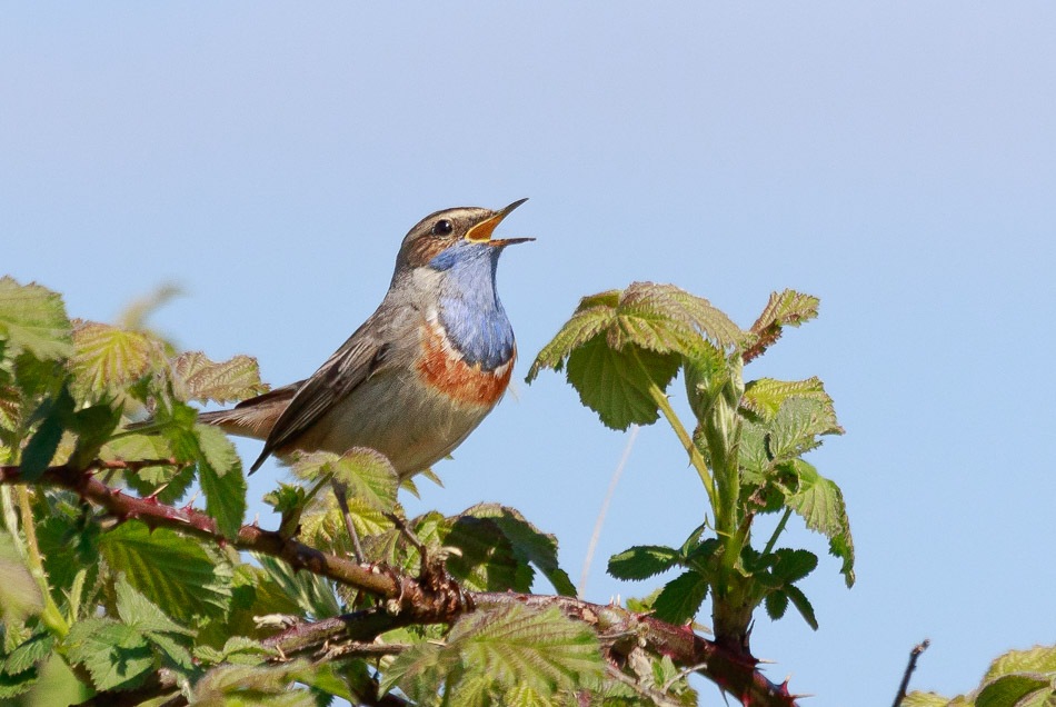 Blauwborst | Rietputten, 20 april 2016