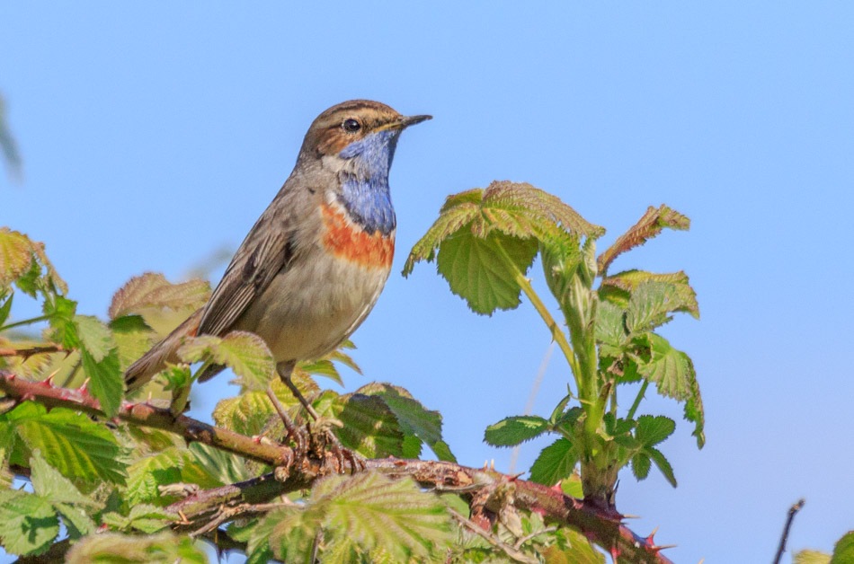 Blauwborst | Rietputten, 20 april 2016