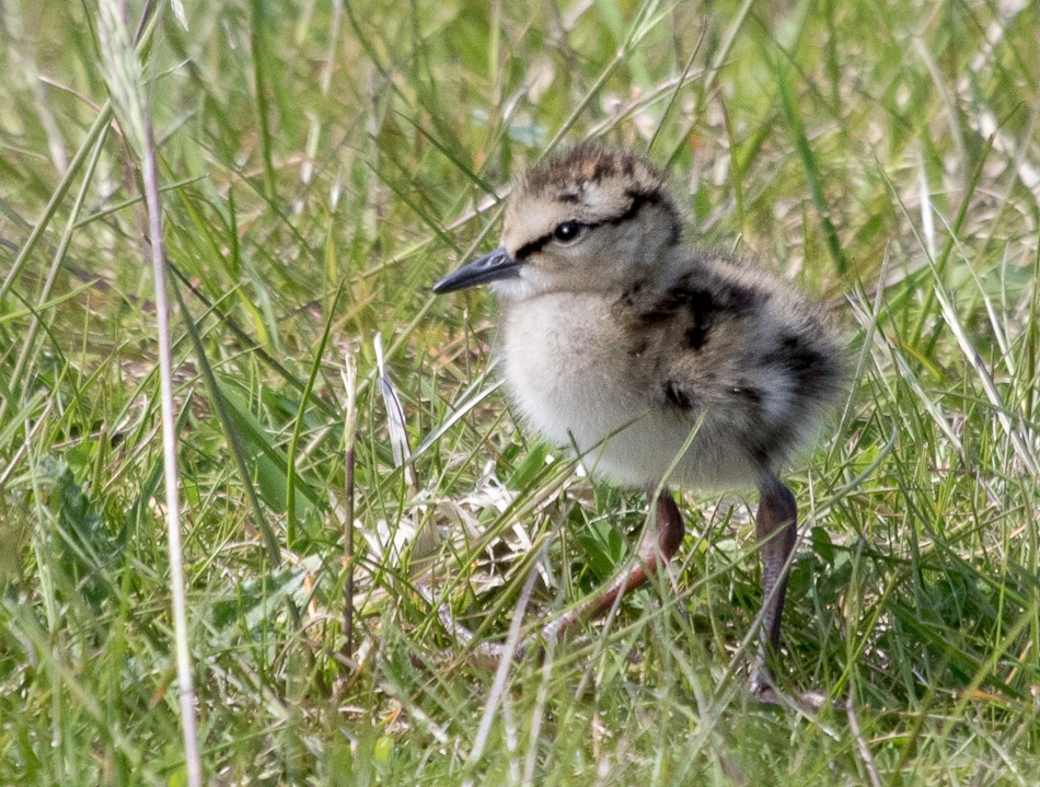 Jonge Tureluur | Eendrachtspolder, 10 mei 2016