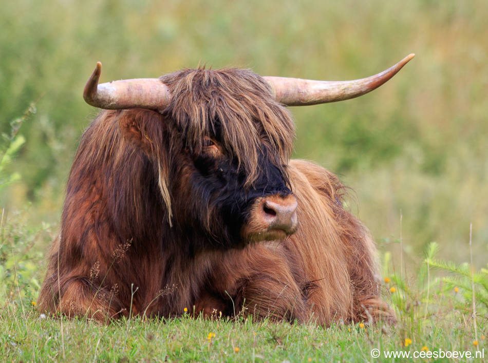 Schotse Hooglanders | Drents-Friese Wold, 2 augustus 2016