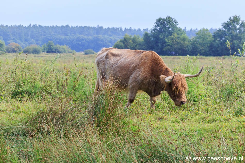 Schotse Hooglanders | Drents-Friese Wold, 2 augustus 2016