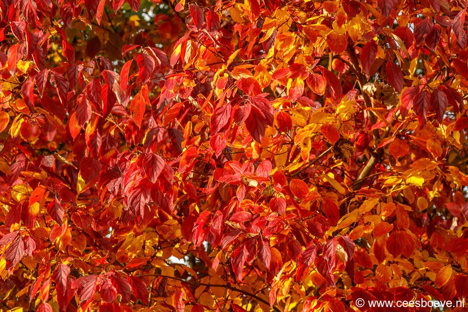 Herfstbeelden Zevenhuizerplas, Nesselande | 30 oktober 2016