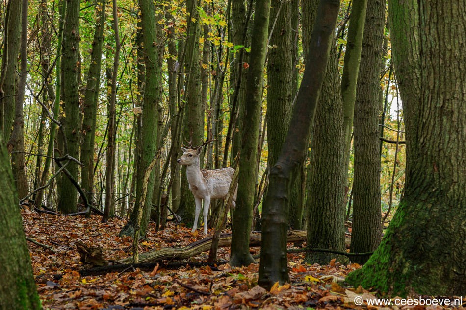 Herfst | Amsterdamse Waterleidingduinen, 3 november 2016