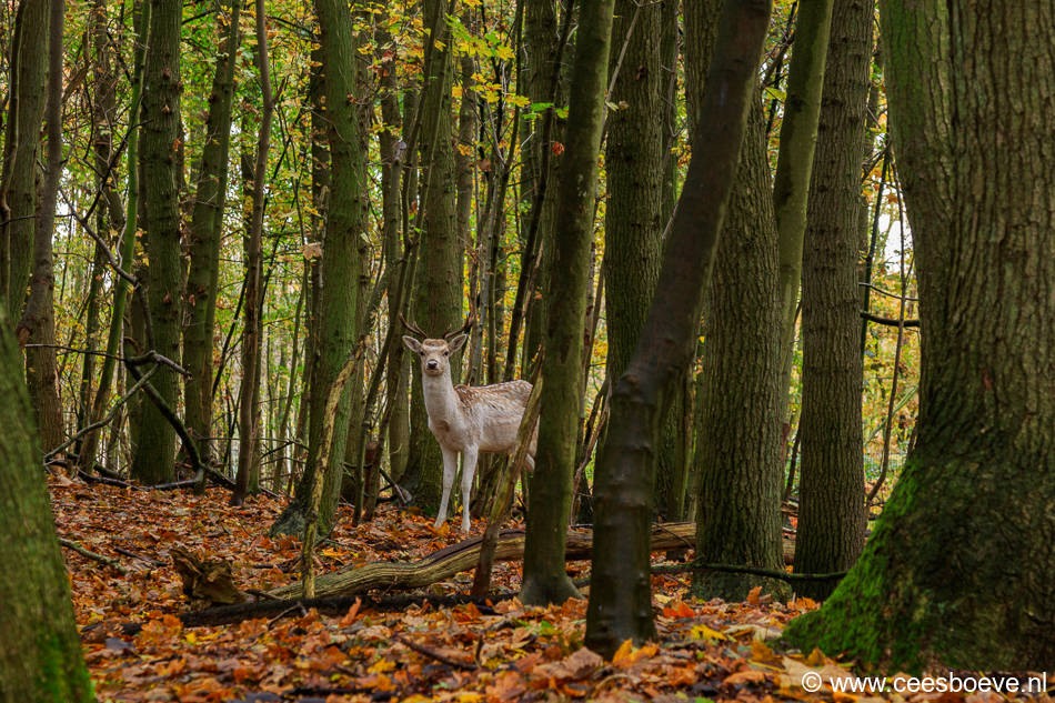 Herfst | Amsterdamse Waterleidingduinen, 3 november 2016