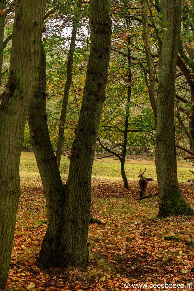 Herfst | Amsterdamse Waterleidingduinen, 3 november 2016