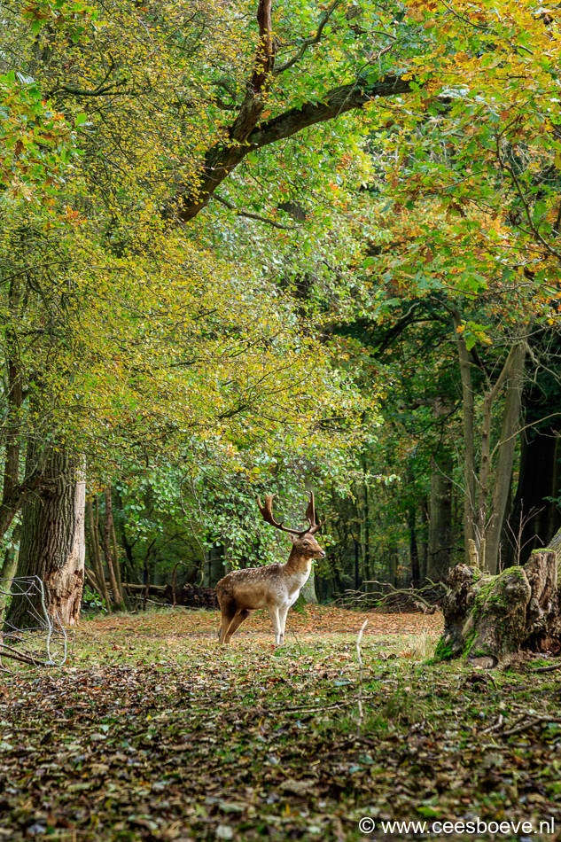 Herfst | Amsterdamse Waterleidingduinen, 3 november 2016