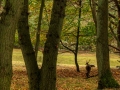 Herfst | Amsterdamse Waterleidingduinen, 3 november 2016