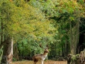 Herfst | Amsterdamse Waterleidingduinen, 3 november 2016