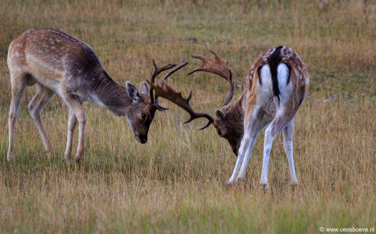 Damherten | AWD, 6 oktober 2016