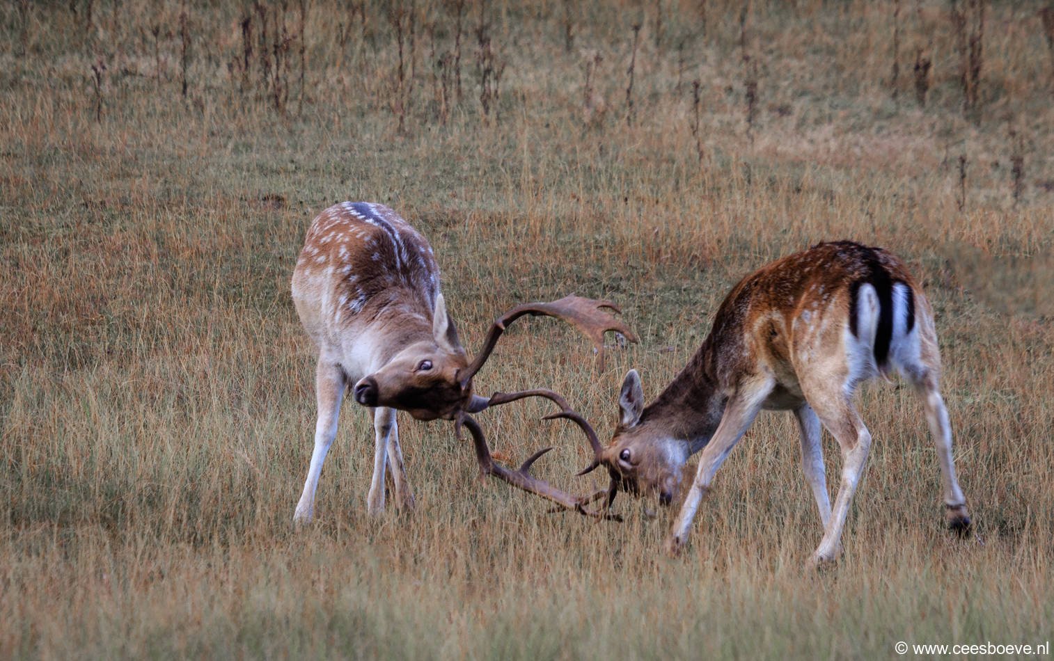 Damherten | AWD, 6 oktober 2016