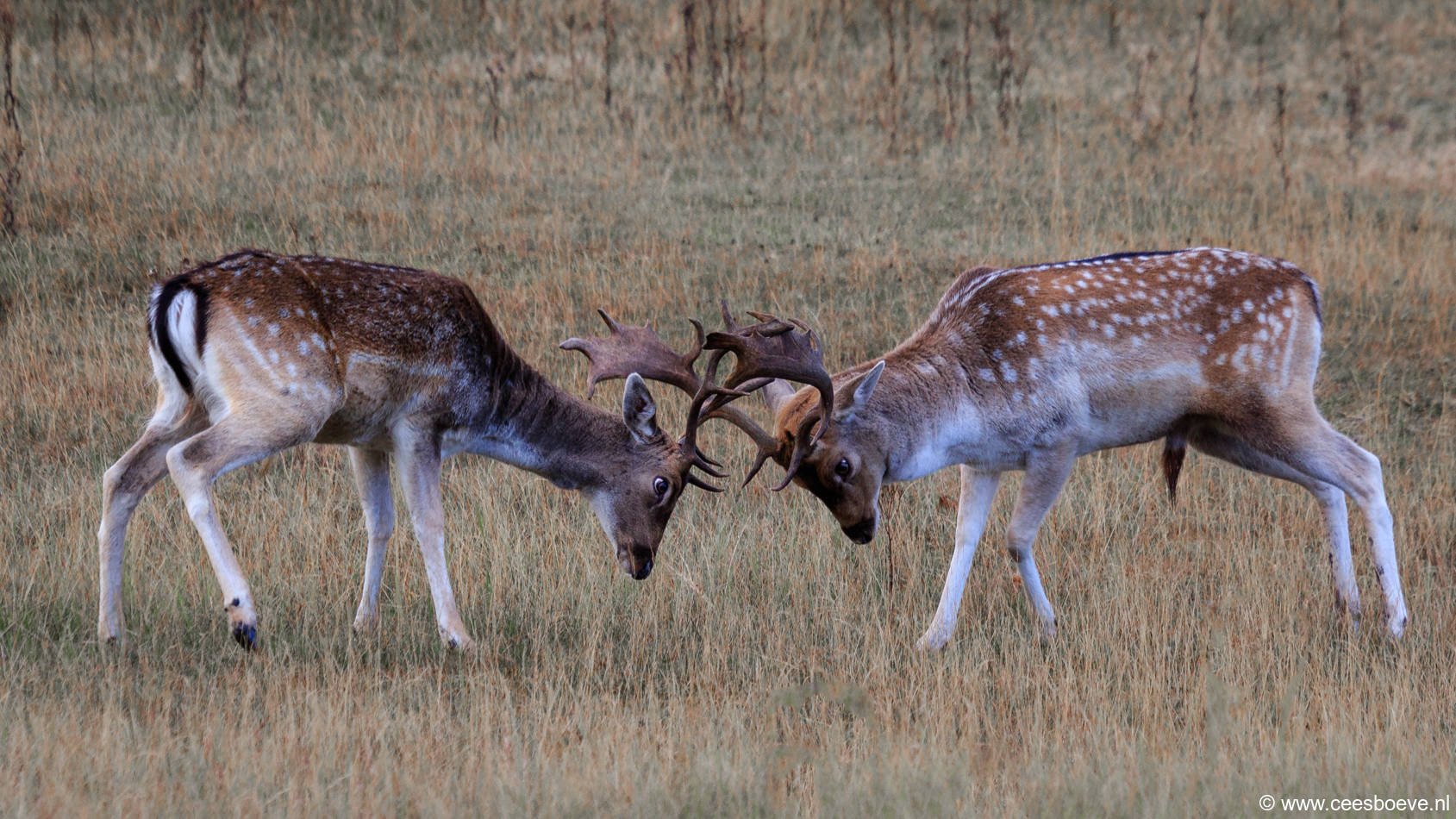 Damherten | AWD, 6 oktober 2016