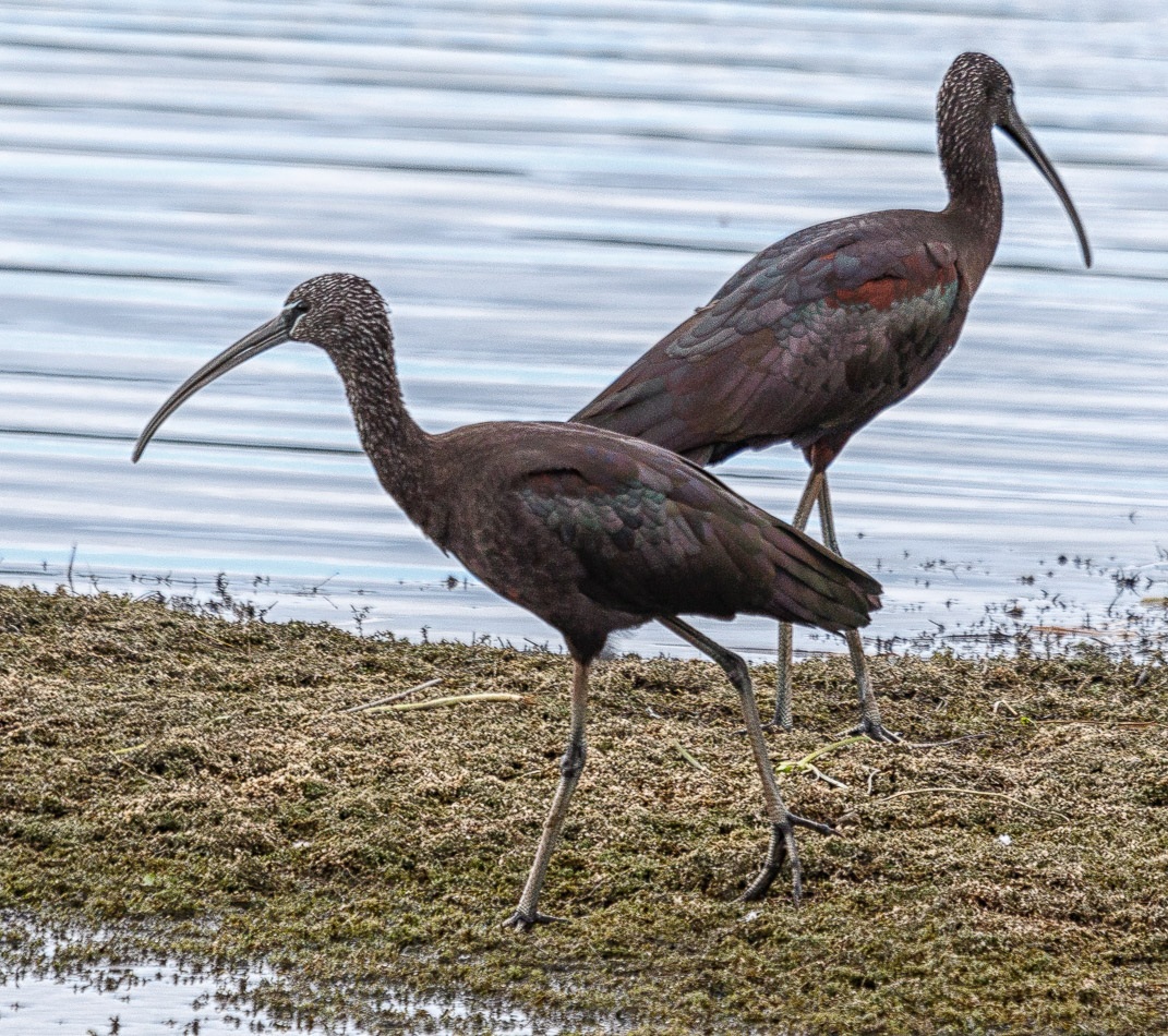 Zwarte Ibis | Eendrachtspolder, 3 oktober 2016
