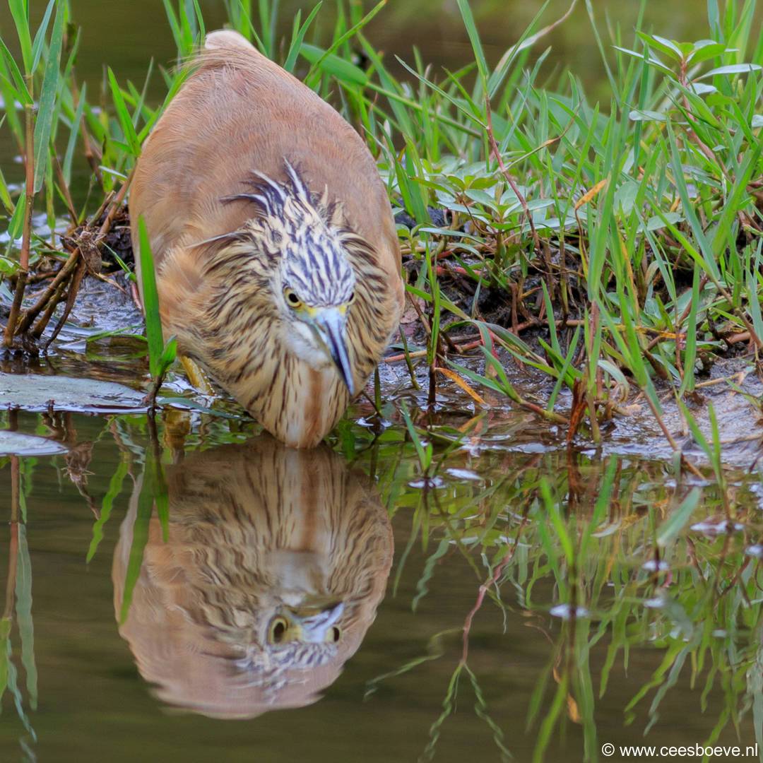 Ralreiger | Krugerpark, 17 november 2014