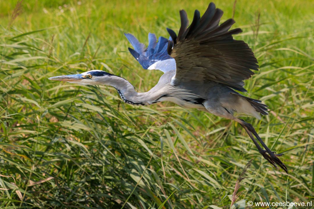 Blauwe Reiger | Zevenhuizerplas, 9 augustus 2017