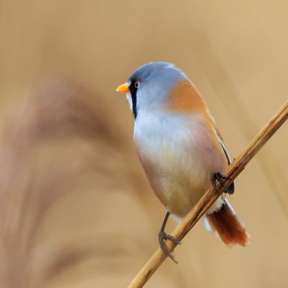 Baardmannetjes | Zevenhuizerplas, 11 januari 2018