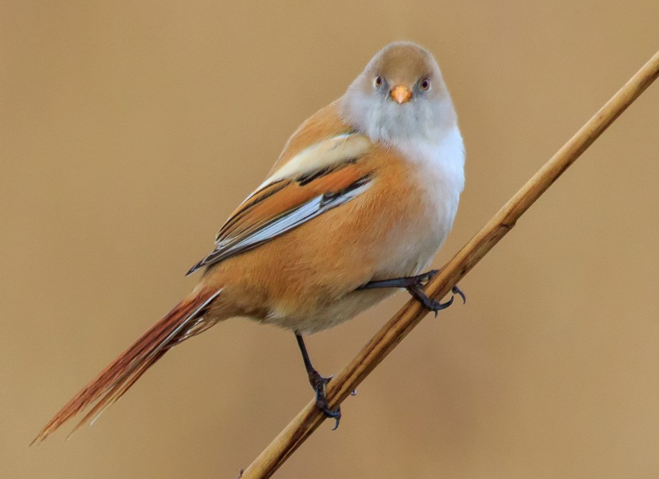 Baardmannetjes | Zevenhuizerplas, 11 januari 2018