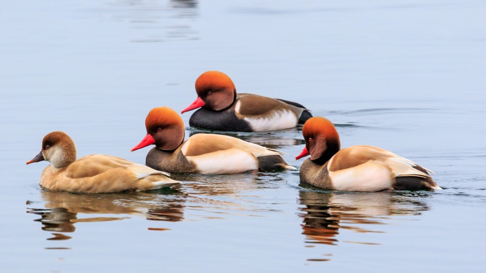 Krooneenden | Zevenhuizerplas, 13 januari 2018