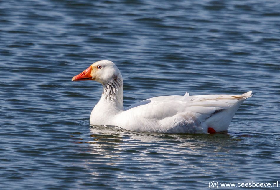 Witte Gans | Populierenbosjes, 18 april 2018
