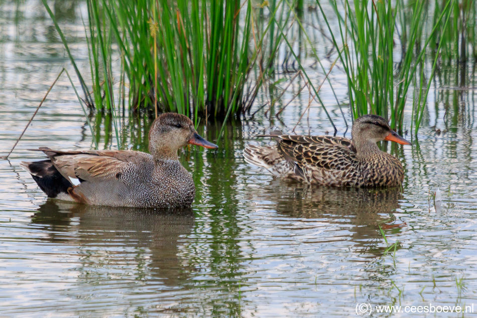 20180530_Zevenhuizerplas_6822-bewerkt