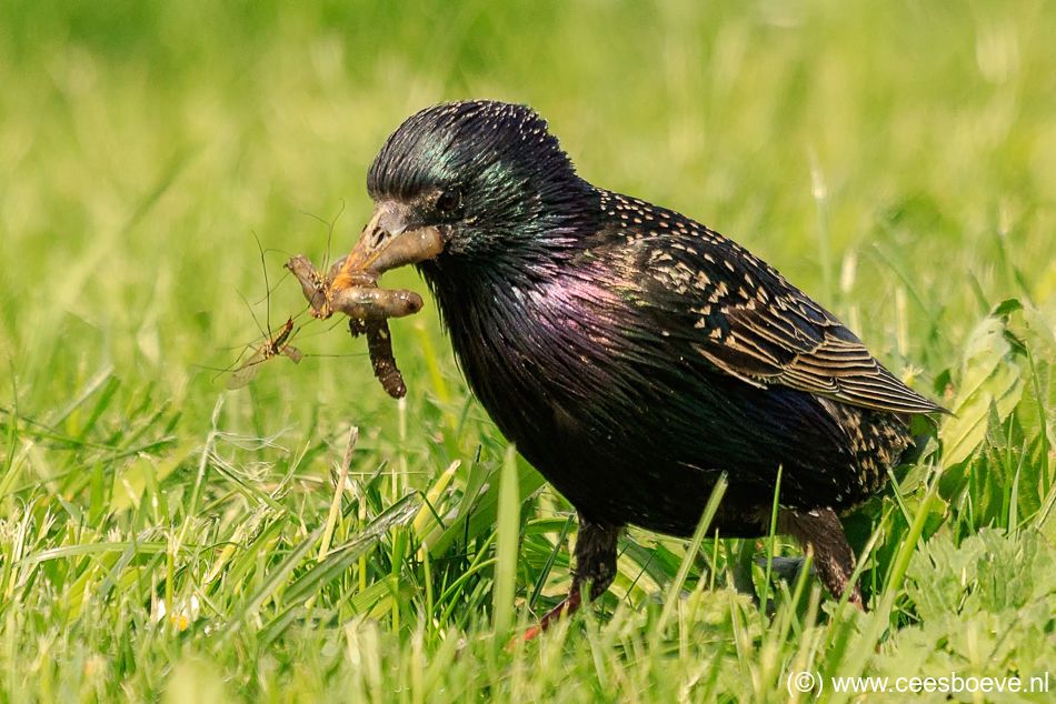 Spreeuw | Zevenhuizerplas, 2 mei 2018