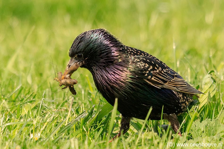 Spreeuw | Zevenhuizerplas, 2 mei 2018