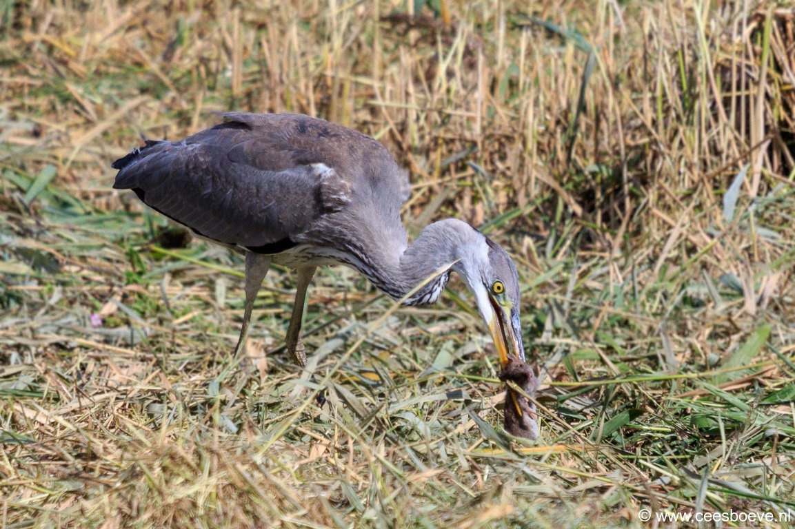 Reiger | Zevenhuizerplas, 7 september 2018