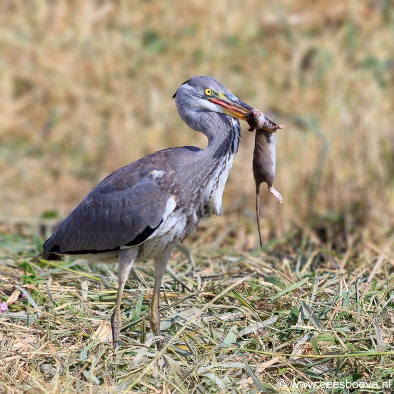 Reiger | Zevenhuizerplas, 7 september 2018