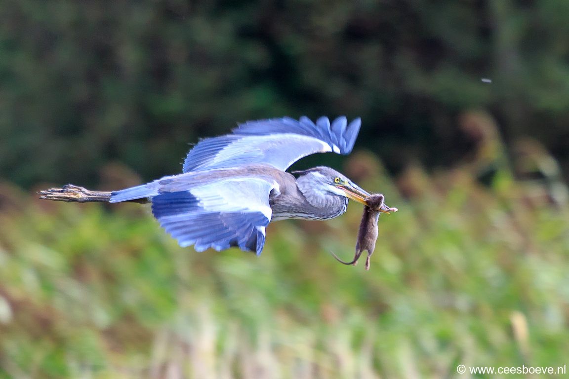 Reiger | Zevenhuizerplas, 7 september 2018