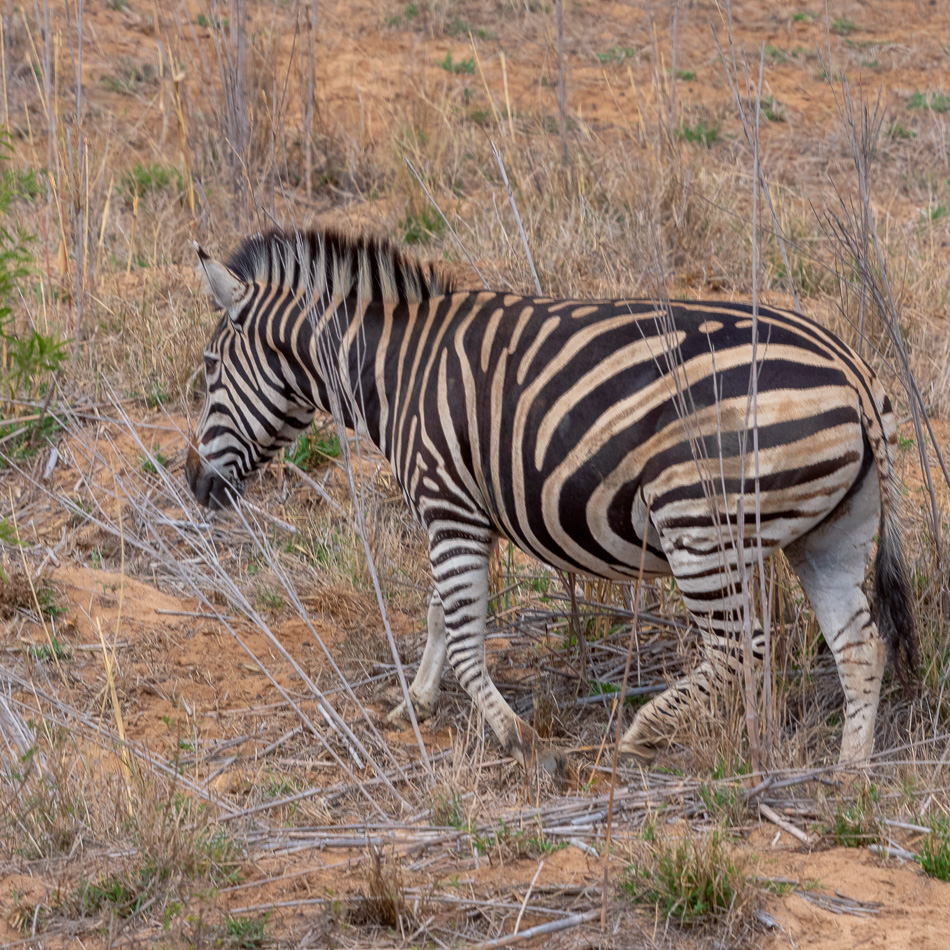 Zebra | Karongwe Game Reserve, 19 december 2018