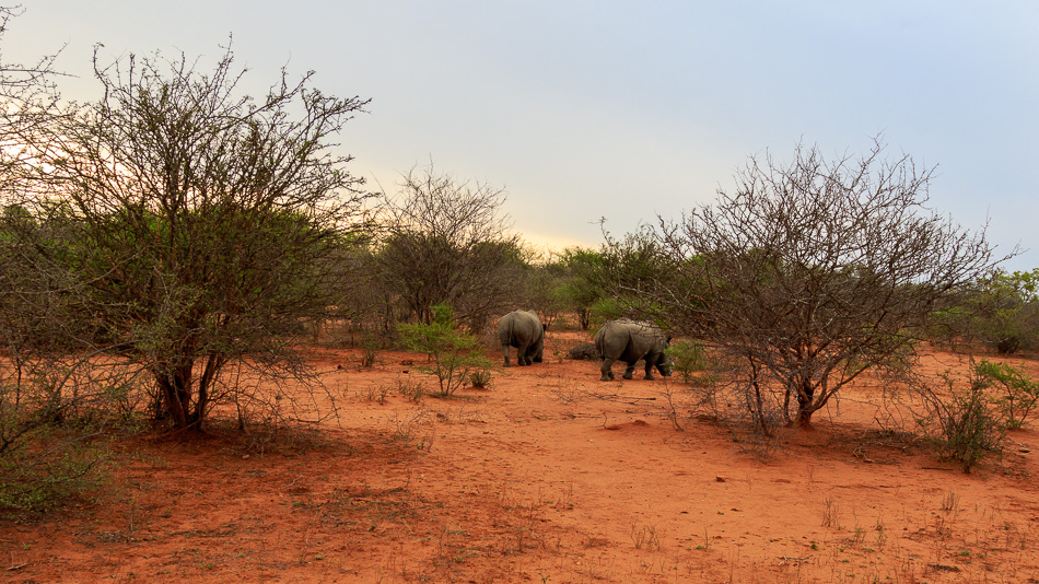 Neushoorns | Karongwe Game Reserve, 20 december 2018