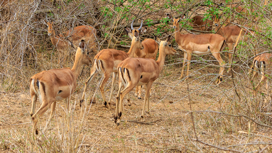 Impala's  | Karongwe Game Reserve, 20 december 2018
