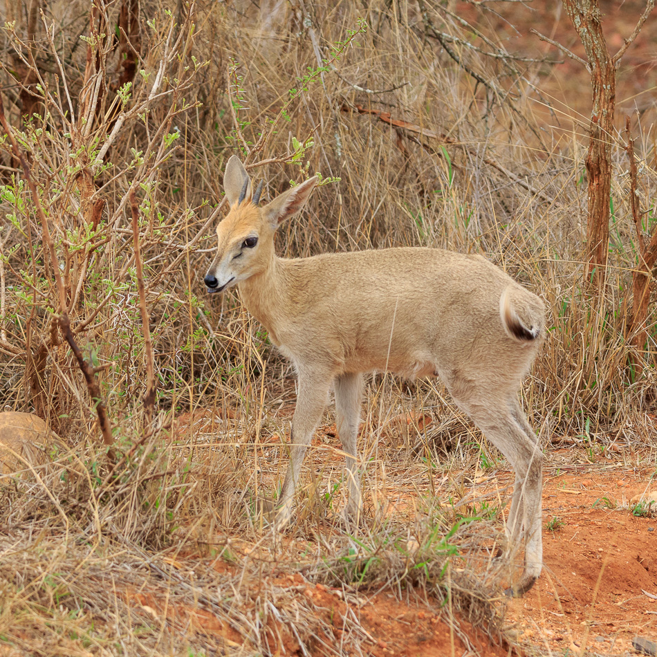 Sharpes grijsbok  | Karongwe Game Reserve, 20 december 2018