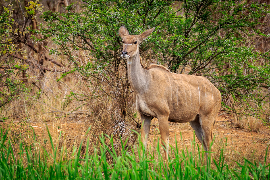Kudu  | Karongwe Game Reserve, 20 december 2018