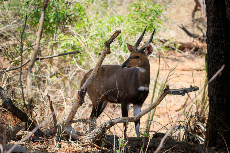 Nyala | Karongwe Game Reserve, 20 december 2018
