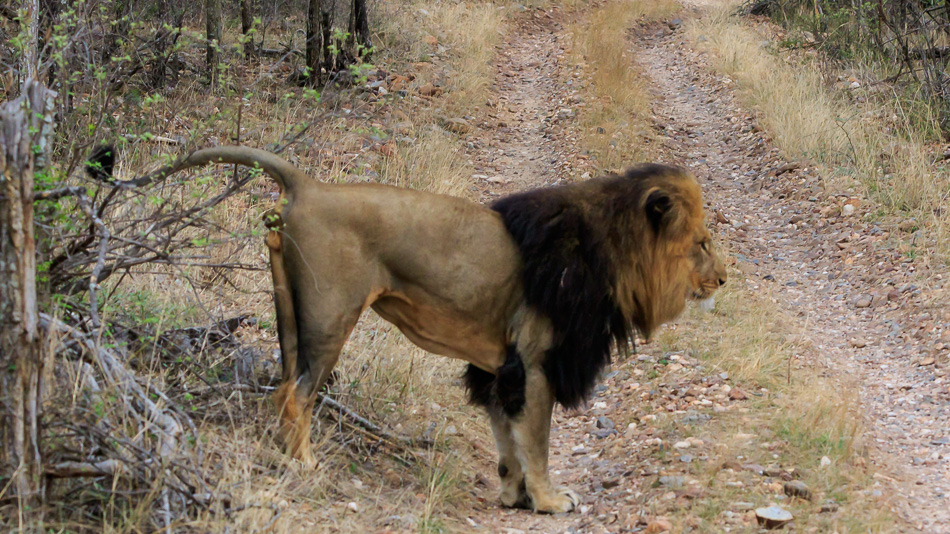 Leeuw markeert zijn teratorium  | Karongwe Game Reserve, 20 december 2018